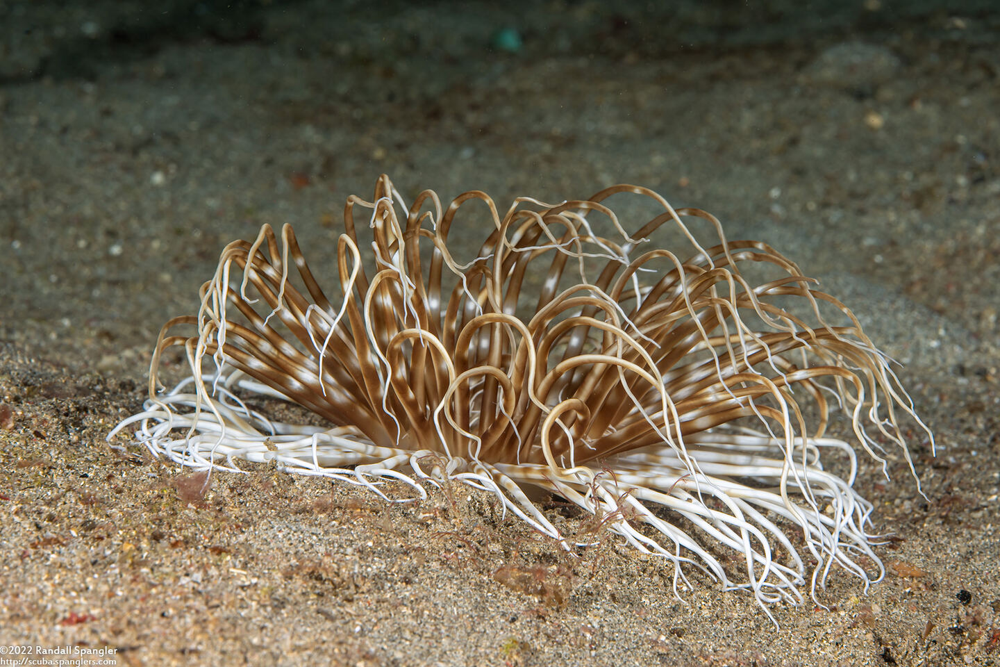 Pachycerianthus maua (Banded Tube Anemone)
