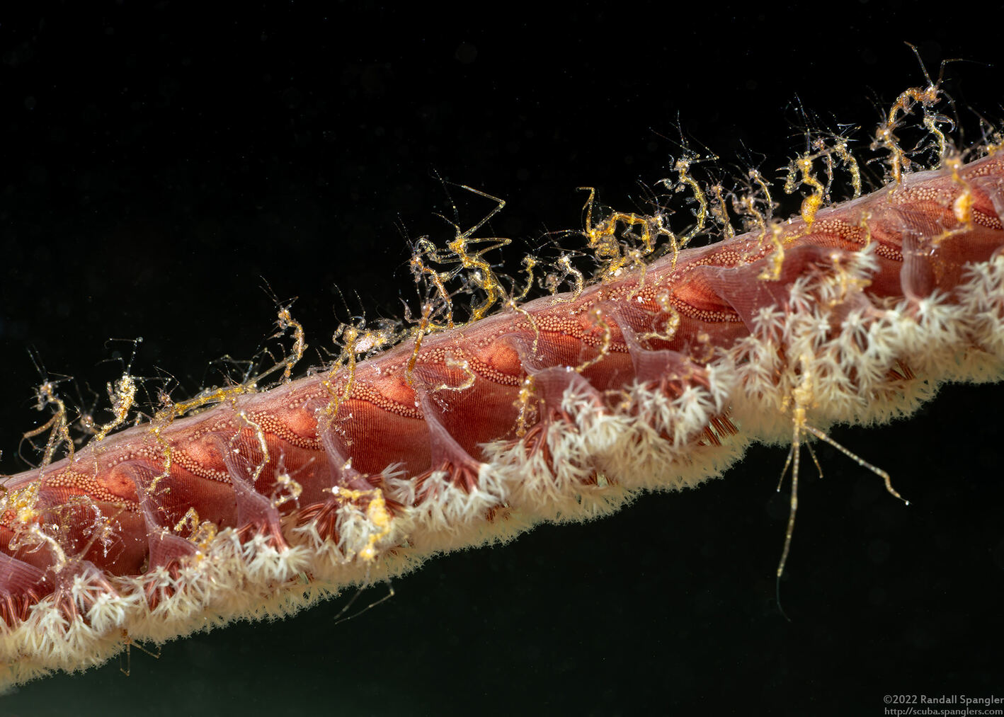 Caprella sp.1 (Skeleton Shrimp)