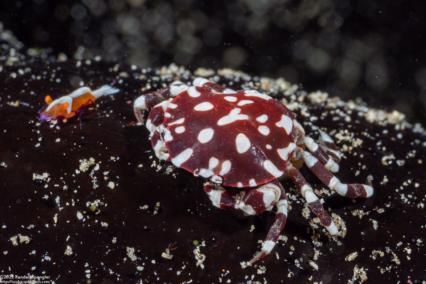 Lissocarcinus orbicularis (Sea Cucumber Crab)
