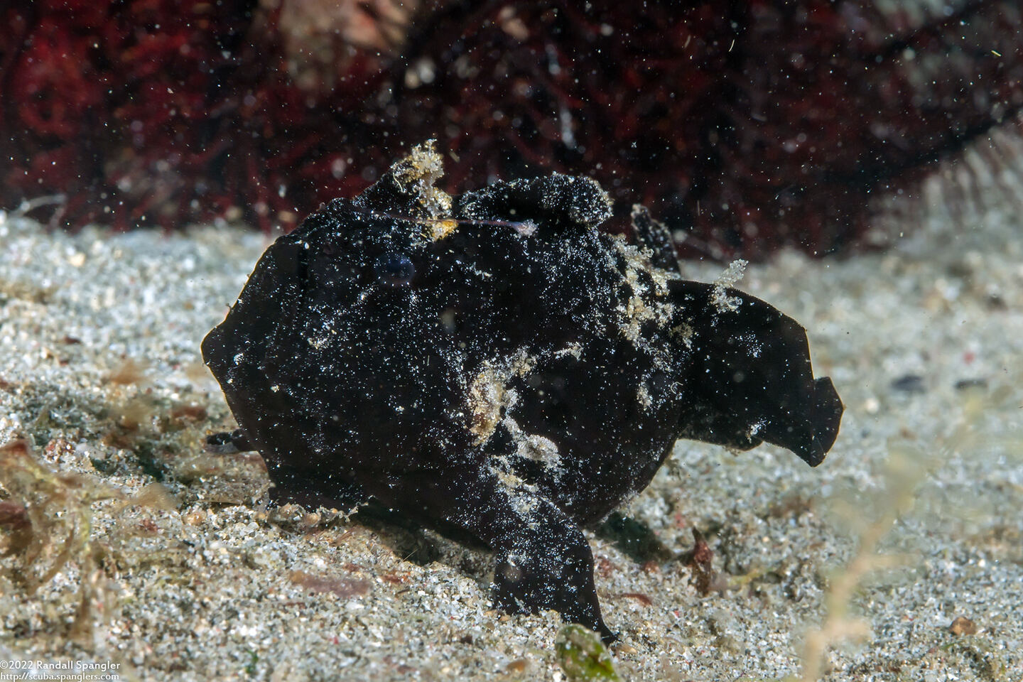 Antennarius maculatus (Warty Frogfish)