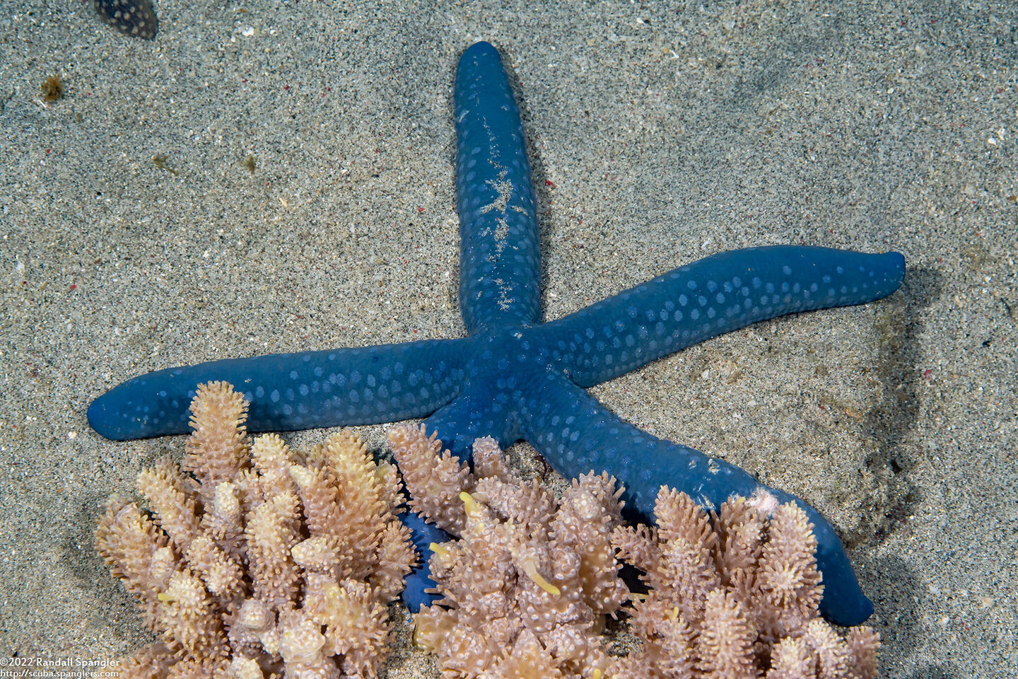 Linckia laevigata (Blue Sea Star)