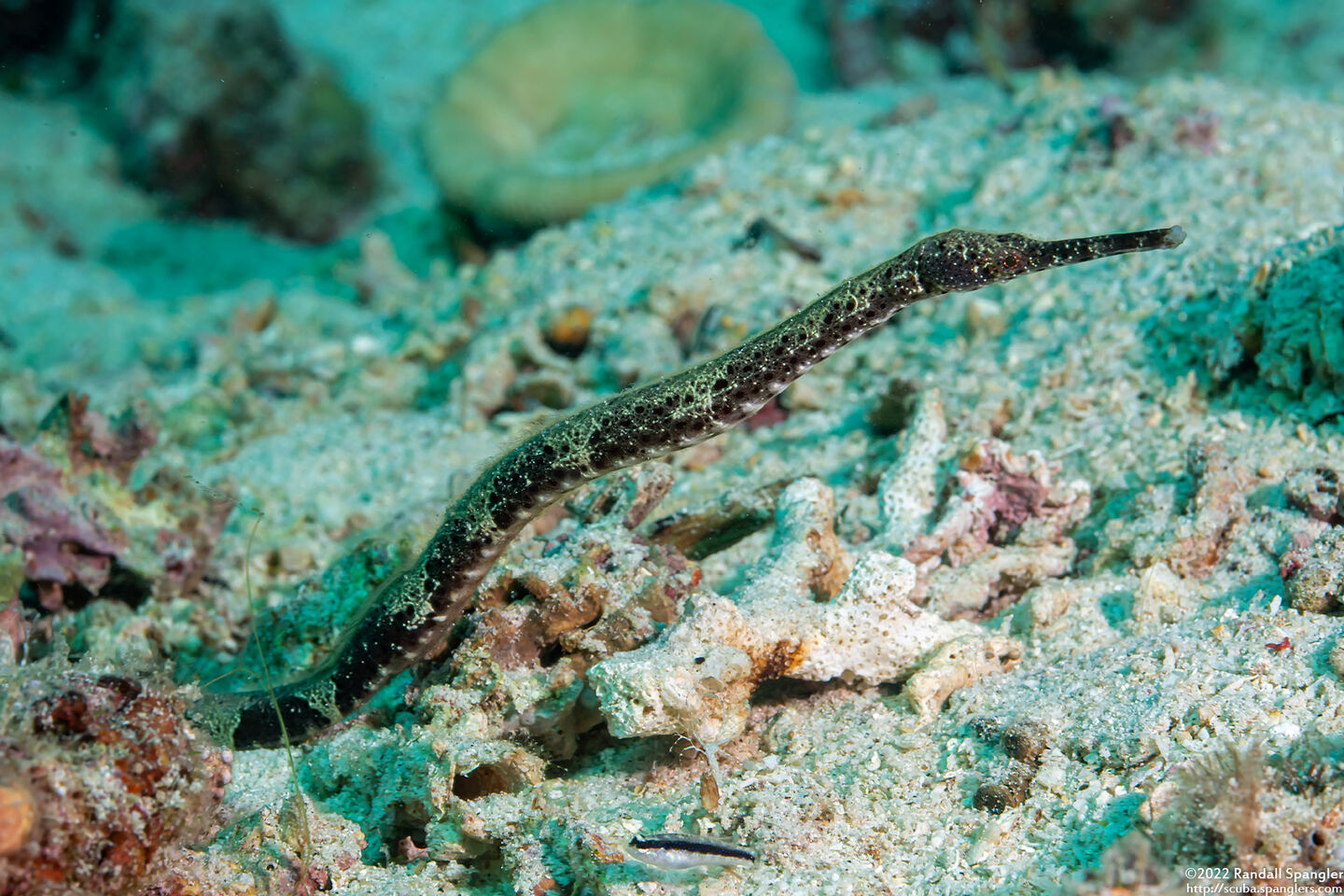 Trachyrhamphus bicoarctatus (Short-Tailed Pipefish)