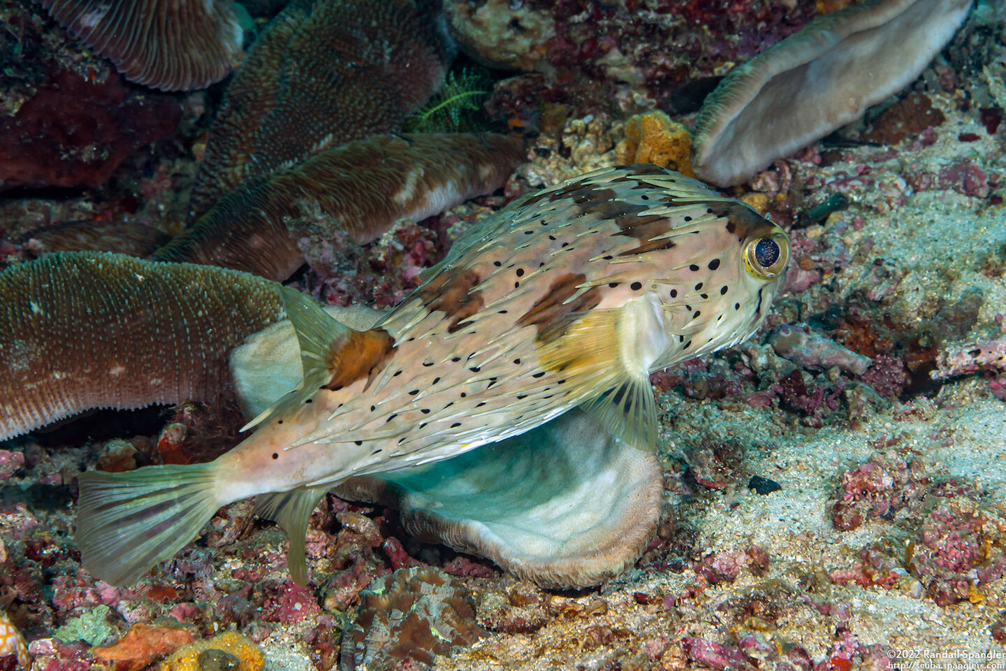 Diodon holocanthus (Longspine Porcupinefish)