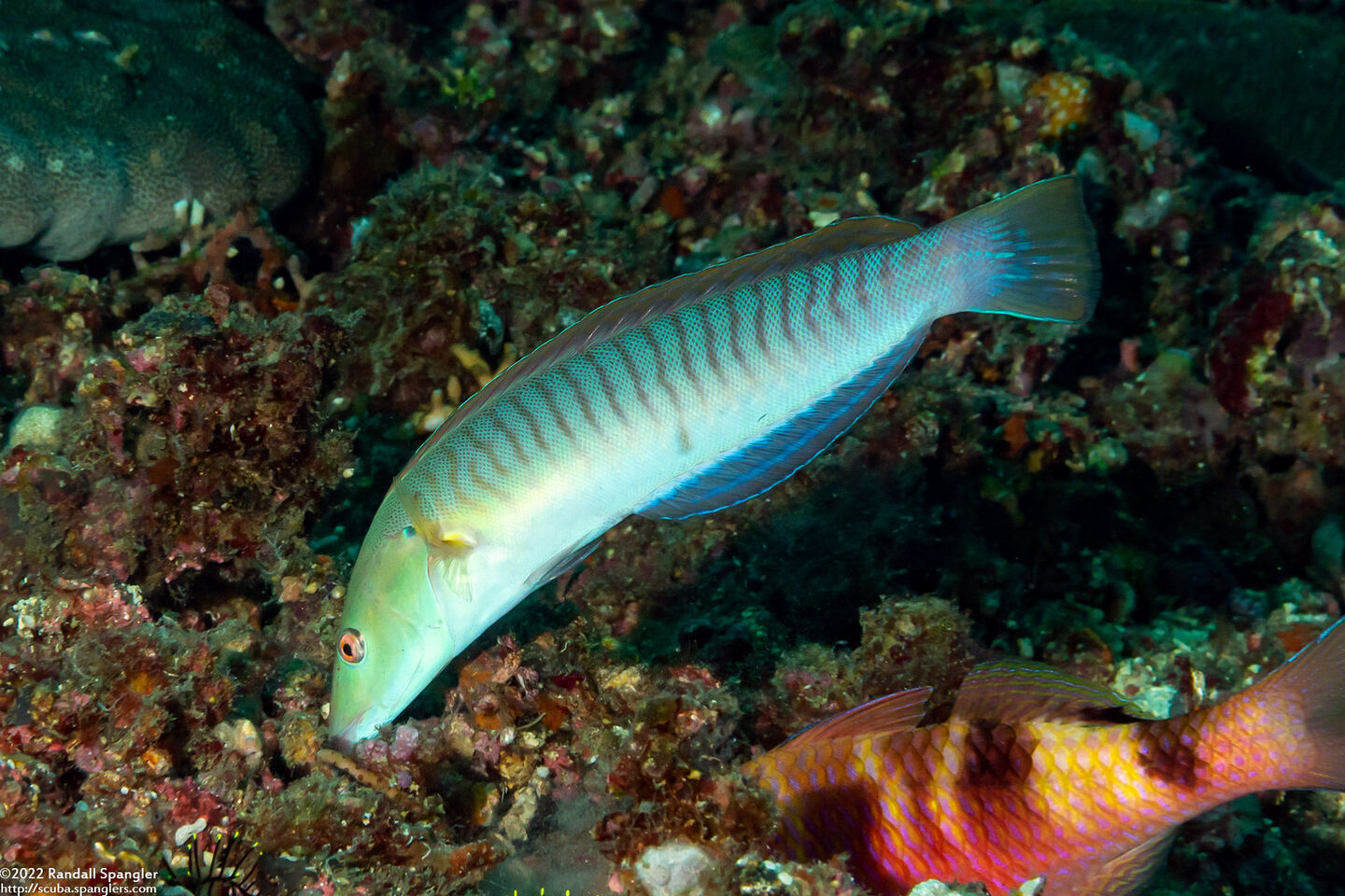 Hologymnosus doliatus (Pastel Ring Wrasse)