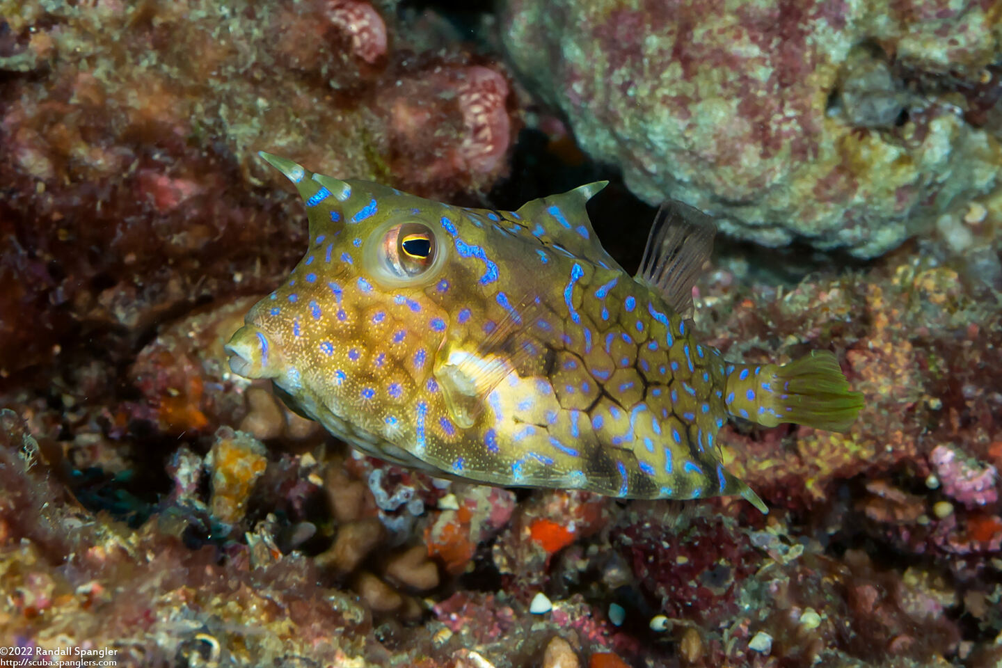 Lactoria fornasini (Thornback Cowfish)