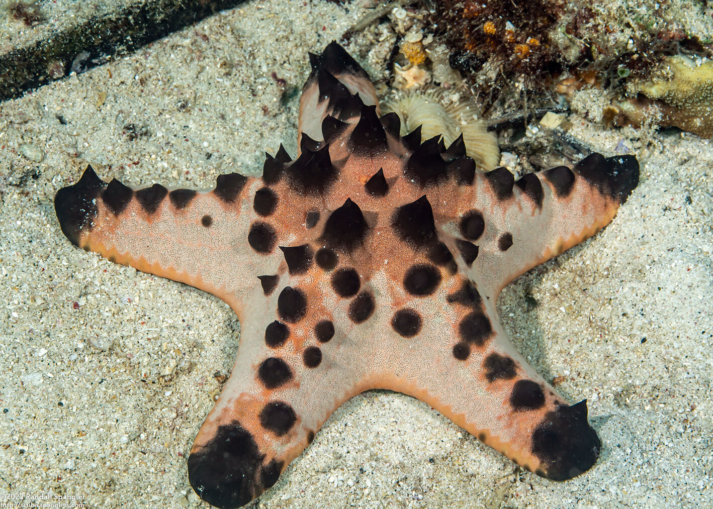 Protoreaster nodosus (Chocolate Chip Sea Star)