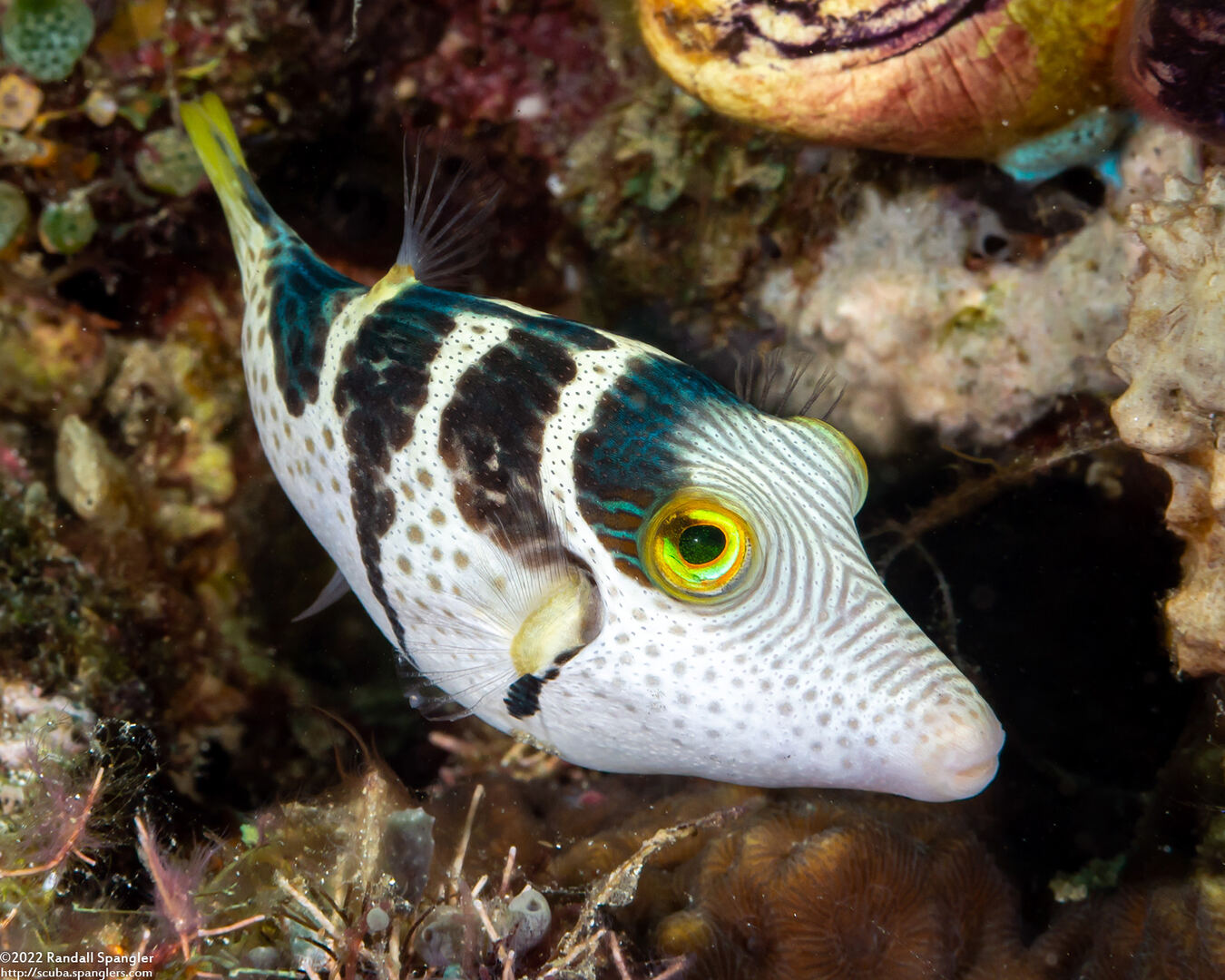 Canthigaster valentini (Black-Saddled Toby)