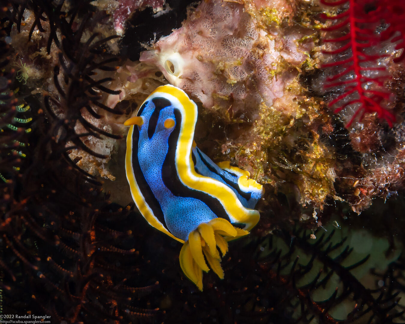 Chromodoris annae (Anna's Chromodoris)
