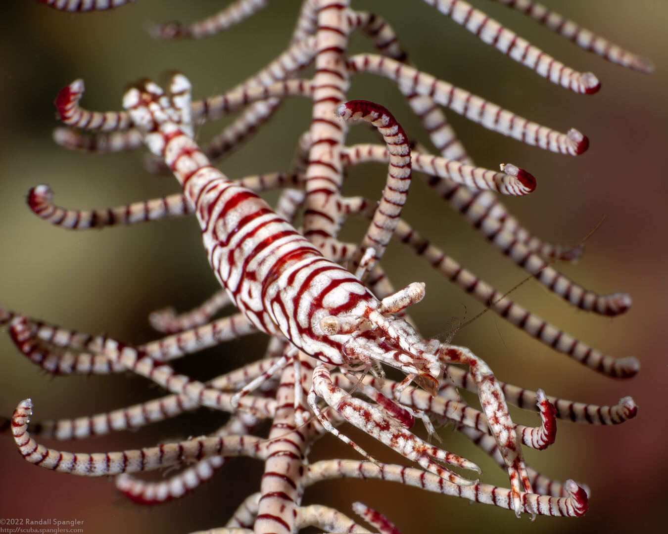 Laomenes pardus (Leopard Crinoid Shrimp)