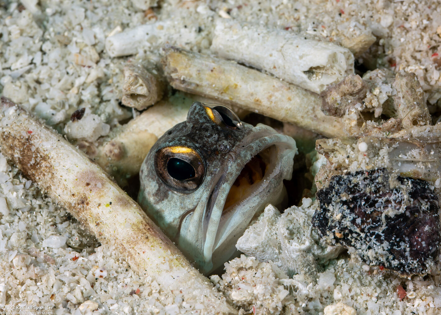 Opistognathus randalli (Yellowbarred Jawfish)