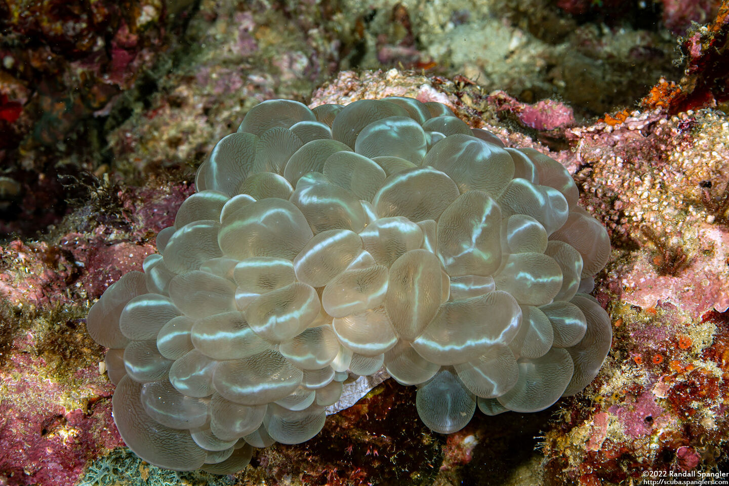 Plerogyra sinuosa (Pearl Bubble Coral)