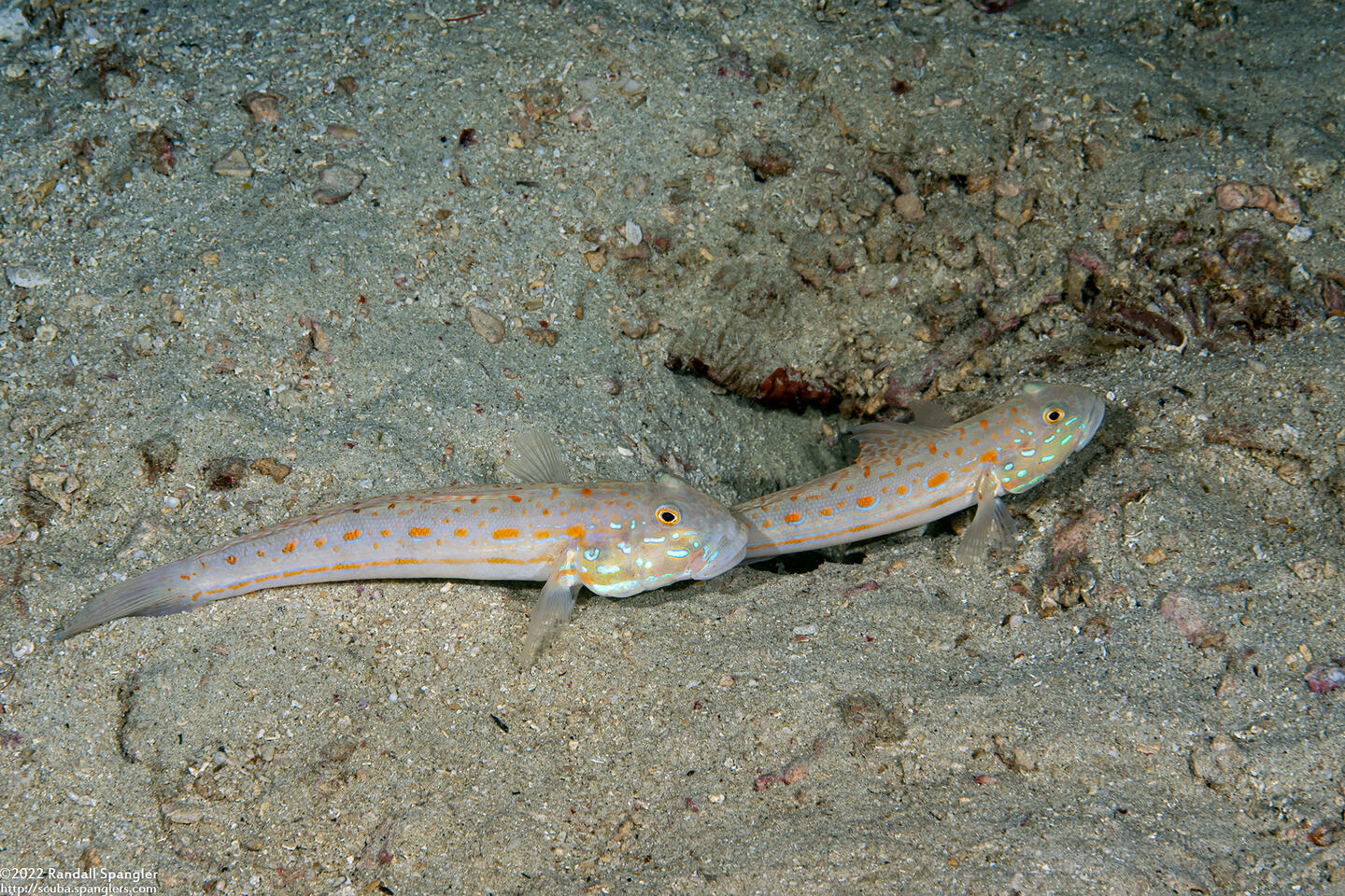 Valenciennea puellaris (Orange-Dashed Goby)