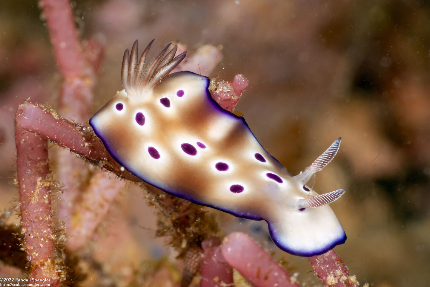 Hypselodoris tryoni (Tryon's Risbecia)