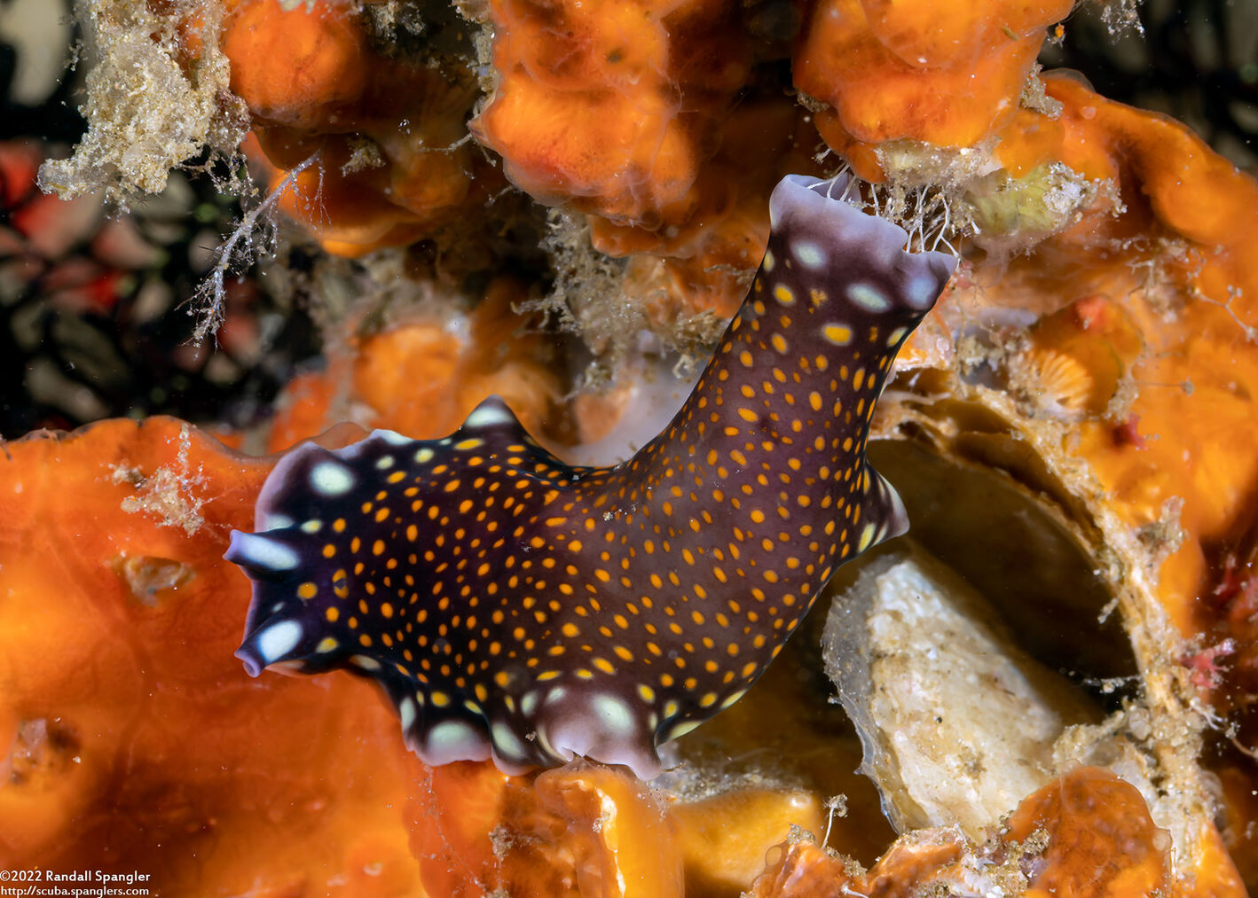 Pseudoceros lindae (Linda's Flatworm)