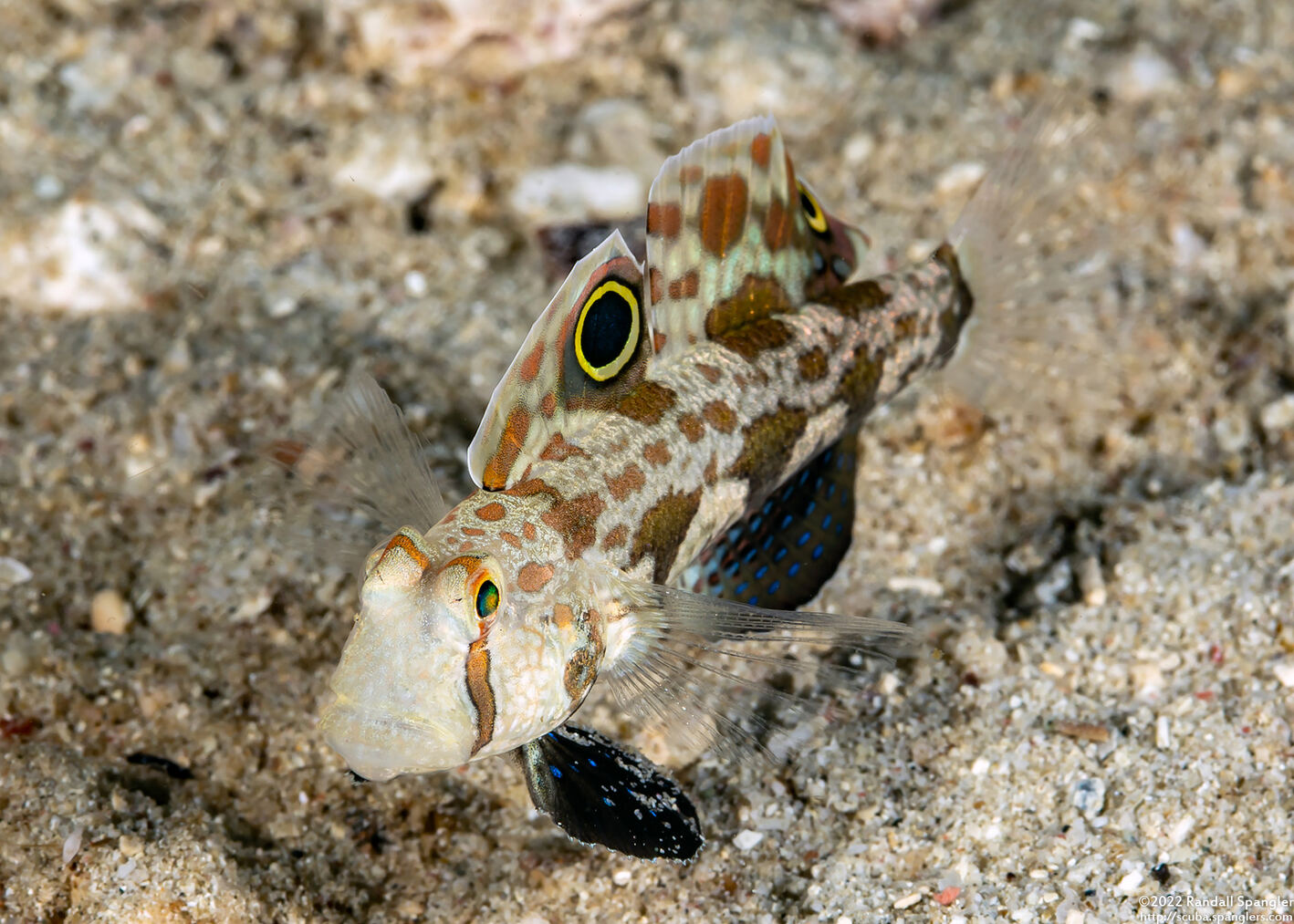 Signigobius biocellatus (Signal Goby)