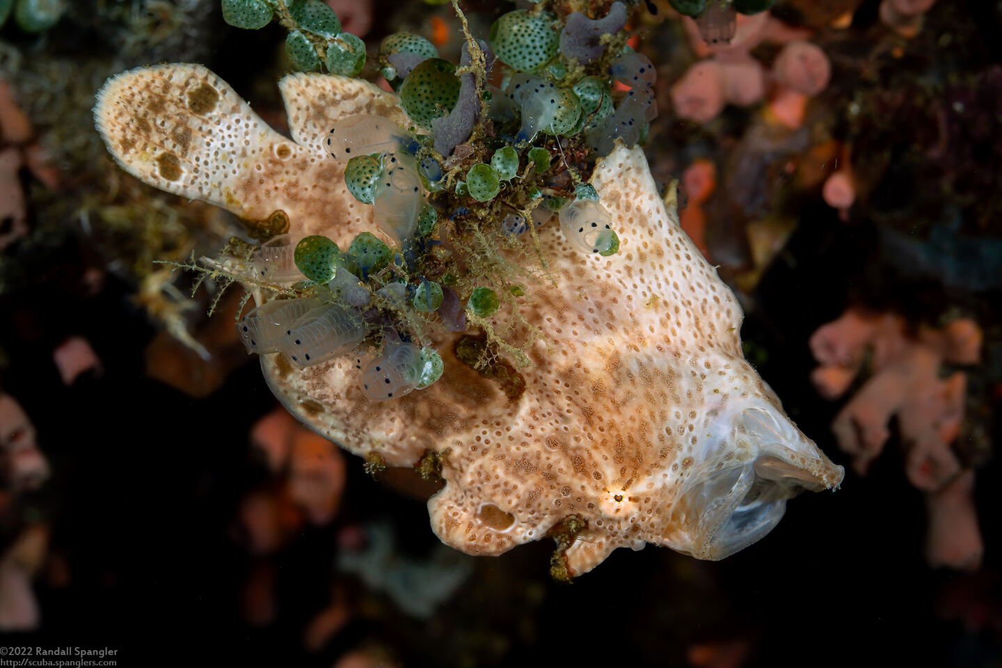 Antennarius pictus (Painted Frogfish)