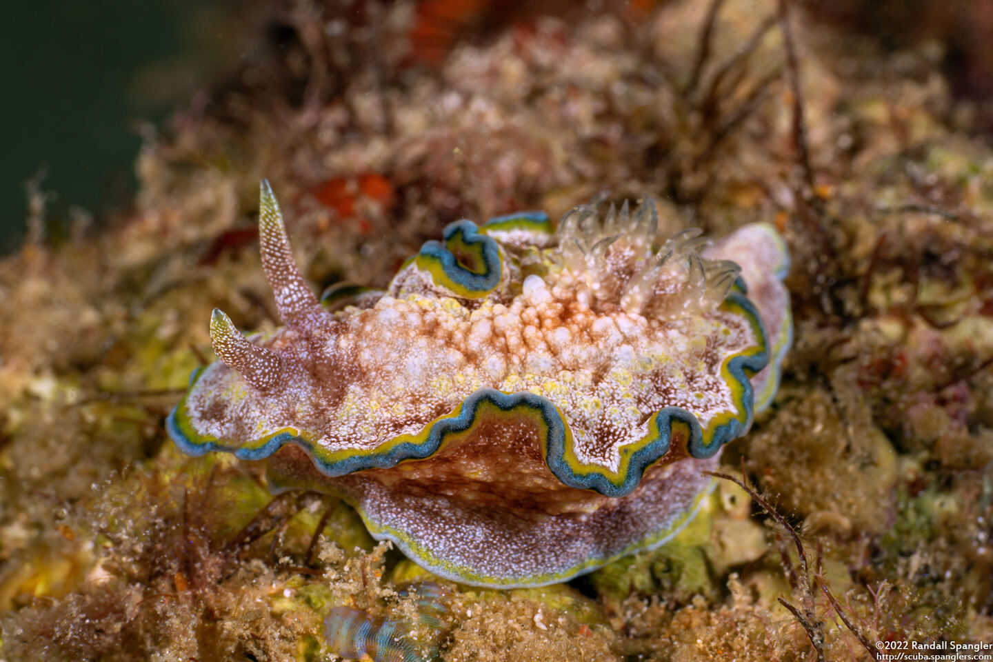 Glossodoris cincta (Girdled Glossodoris)
