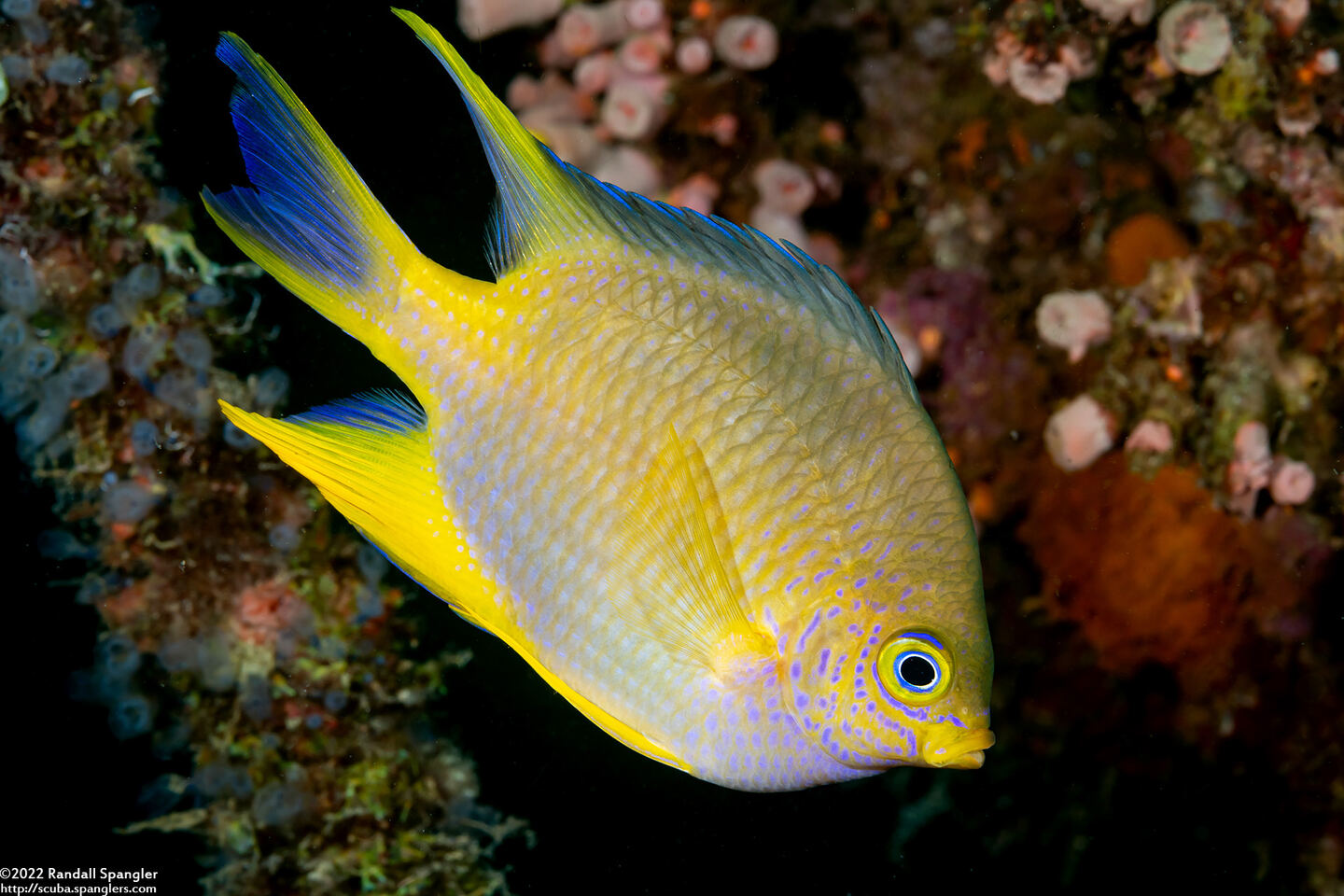 Amblyglyphidodon aureus (Golden Damsel)