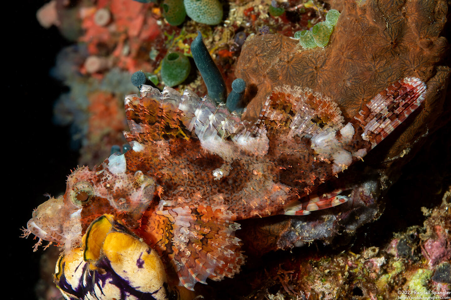 Scorpaenopsis oxycephala (Tasseled Scorpionfish)