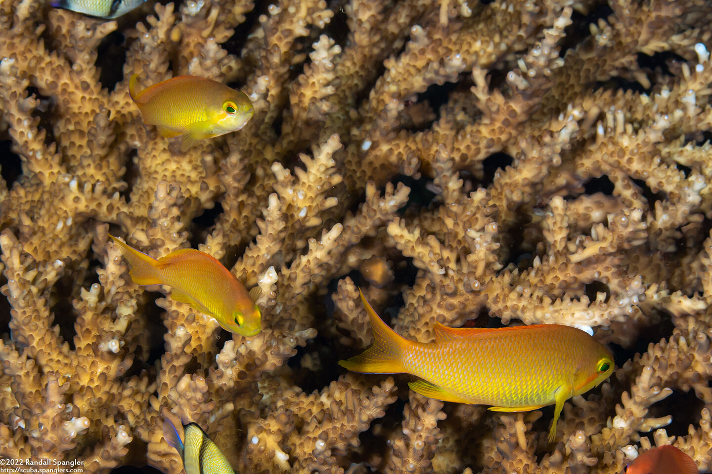 Pseudanthias huchtii (Threadfin Anthias)