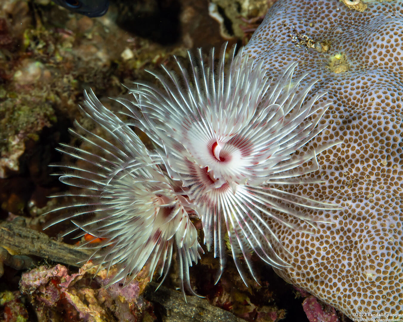 Protula bispiralis (Red Fan Worm)