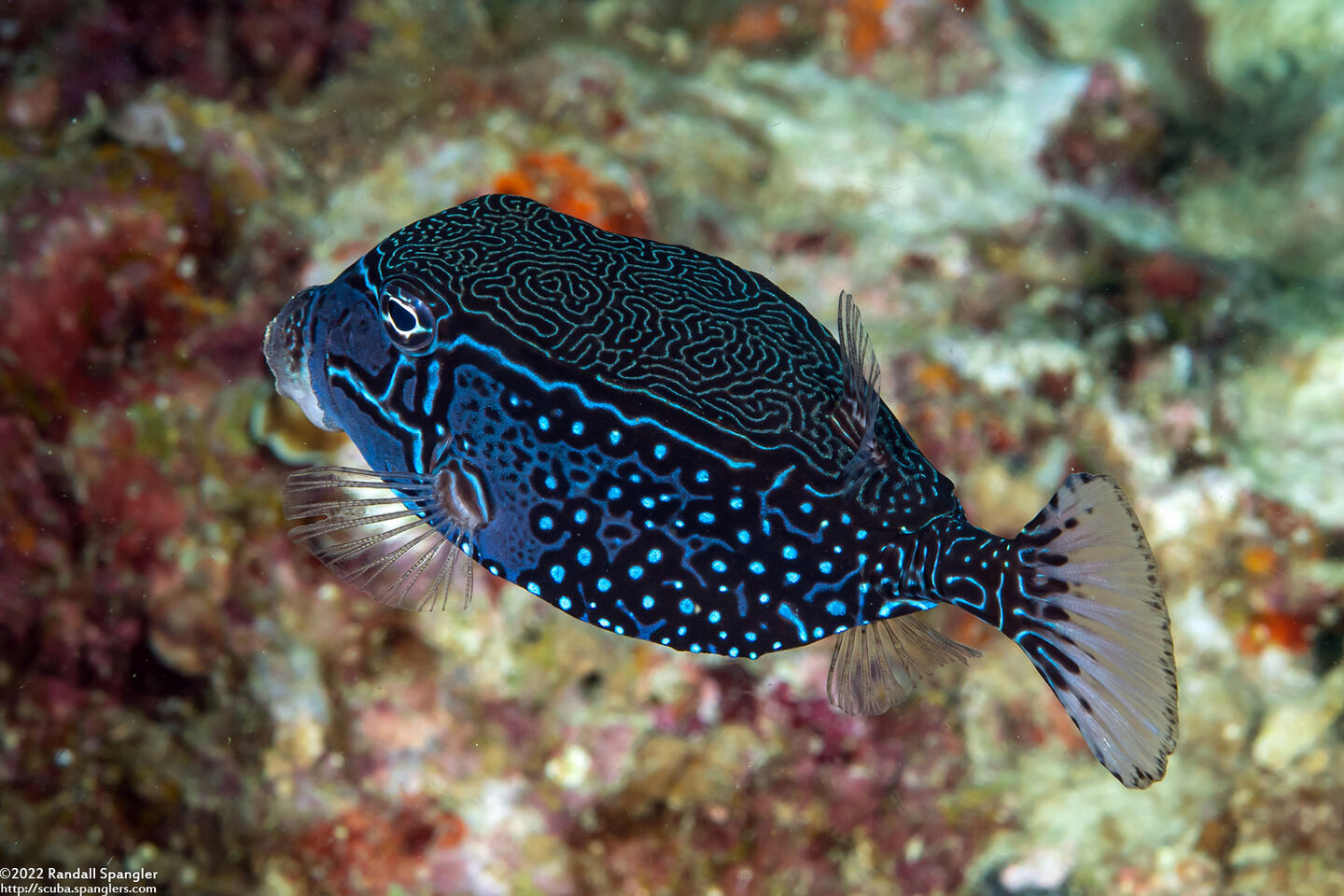 Ostracion solorense (Solor Boxfish)