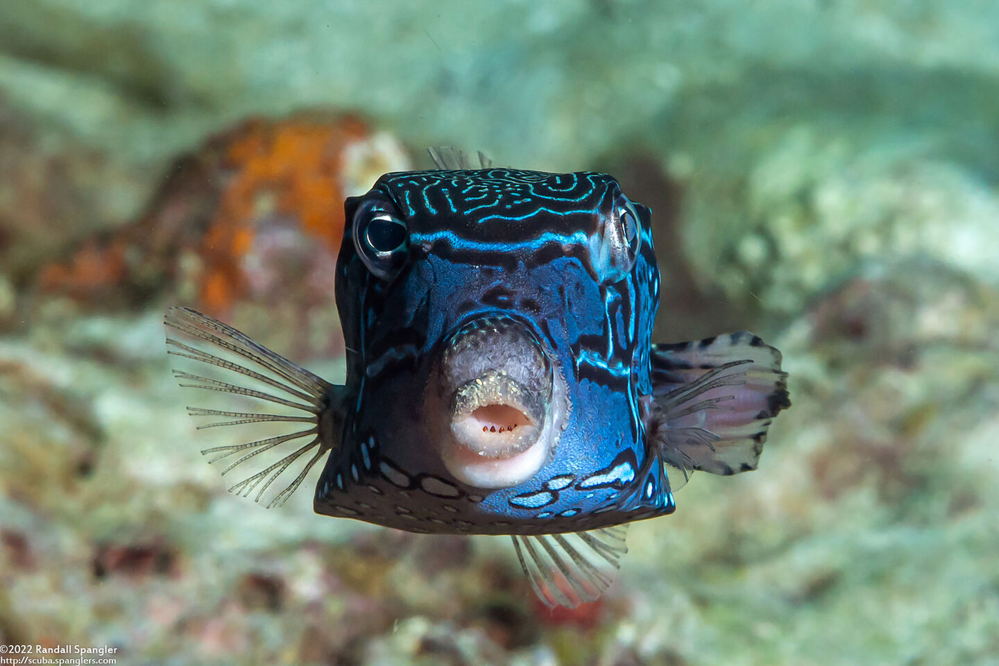 Ostracion solorense (Solor Boxfish)