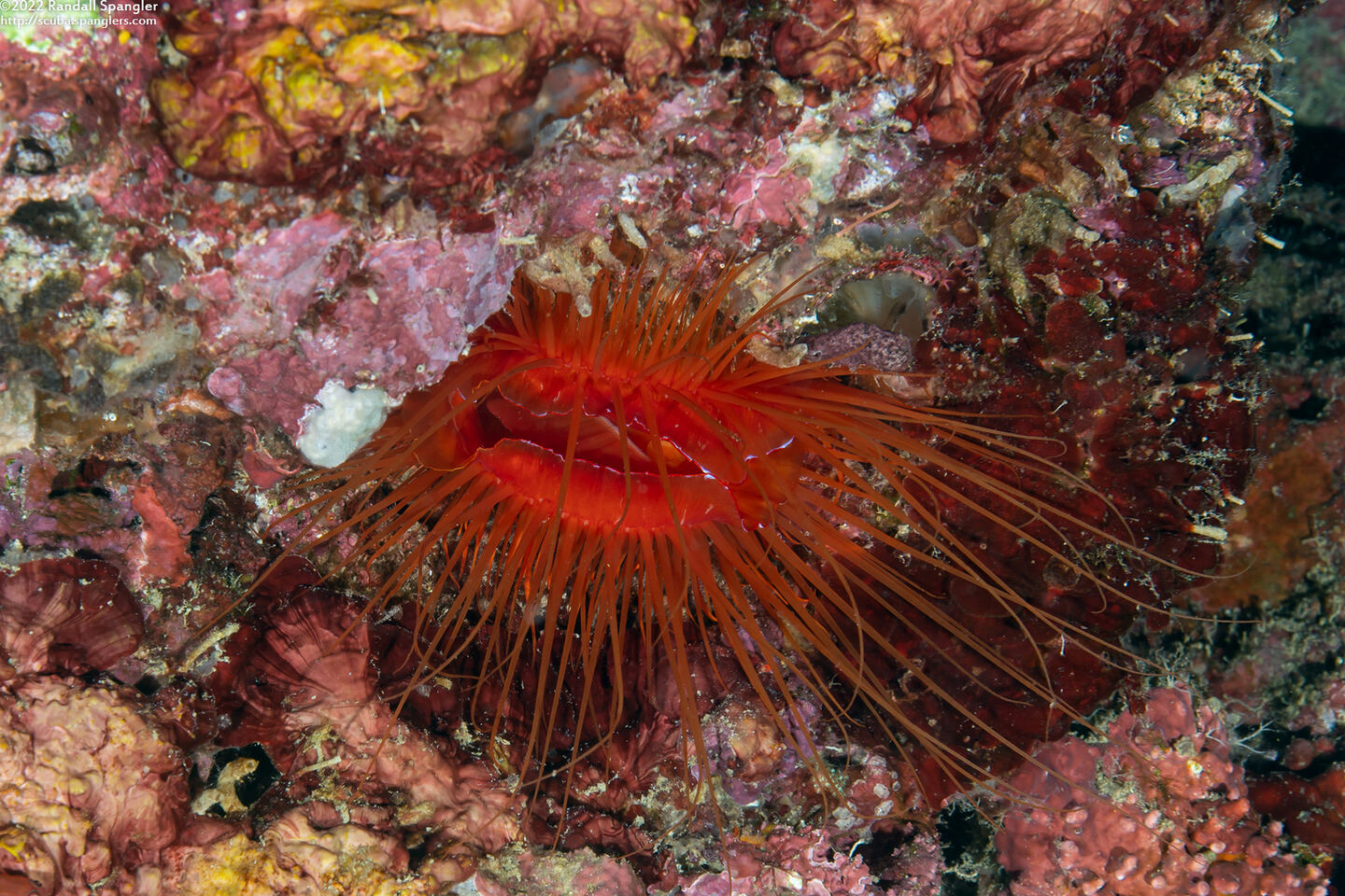 Ctenoides ales (Electric Fileclam)