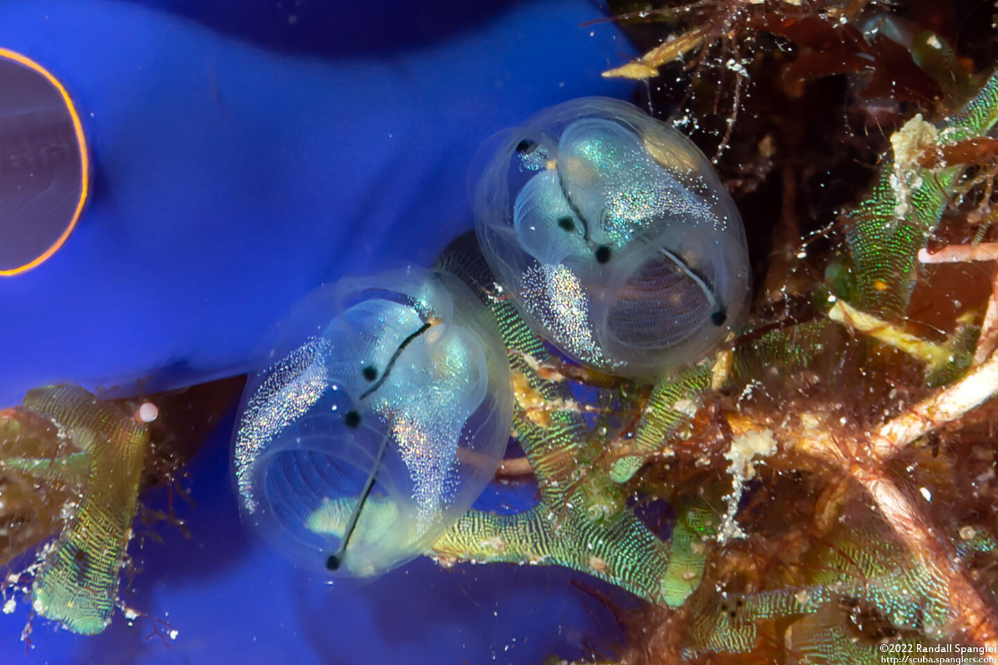 Clavelina sp.8 (Clavelina sp.8)