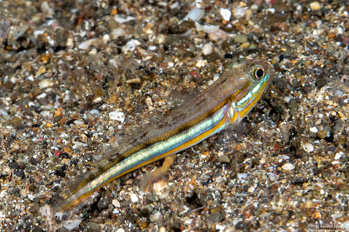 Valenciennea limicola (Mud Goby)