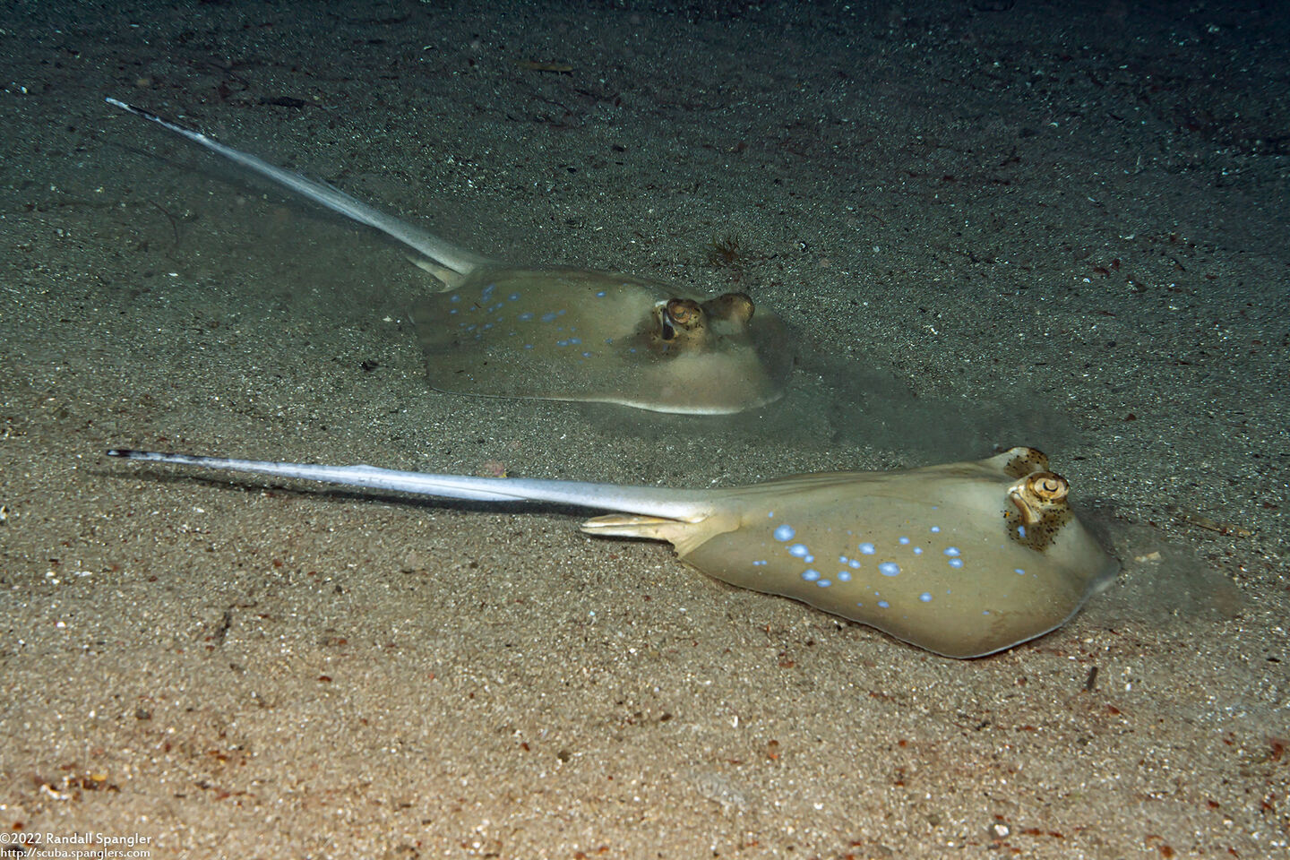 Neotrygon kuhlii (Blue-Spotted Stingray)