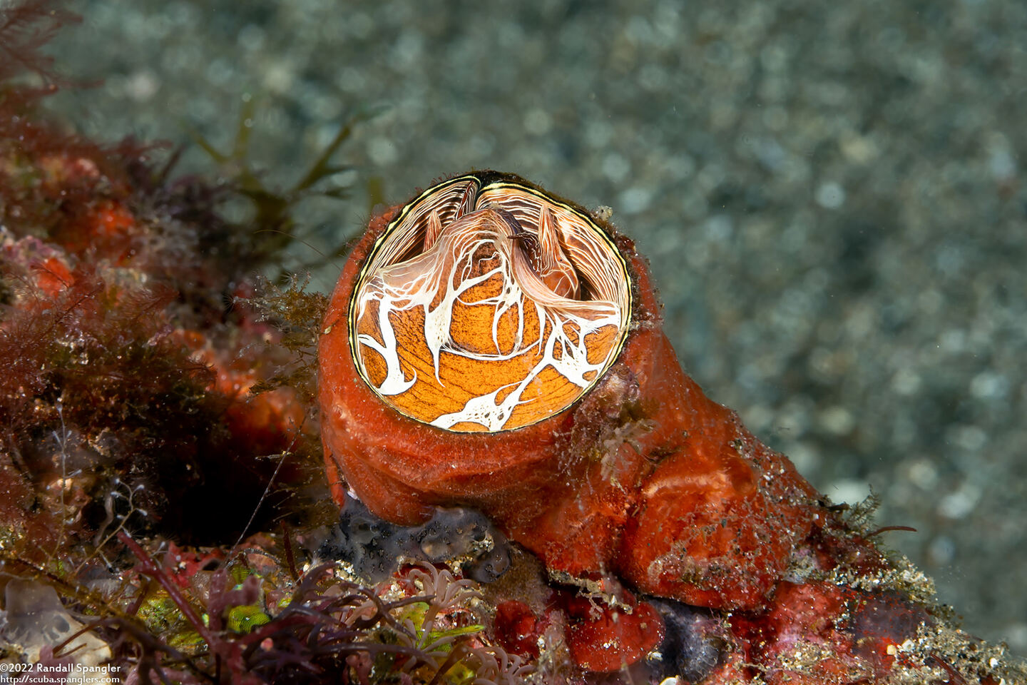 Thylacodes grandis (Grand Coral Worm Snail)