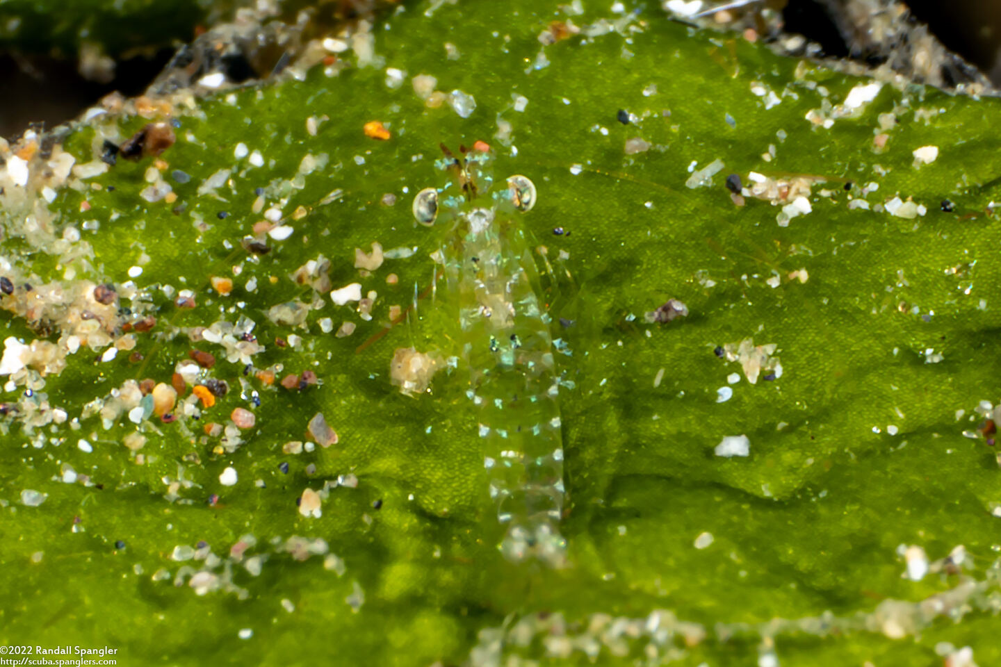 Mysidae sp.1 (Algae Opossum Shrimp)