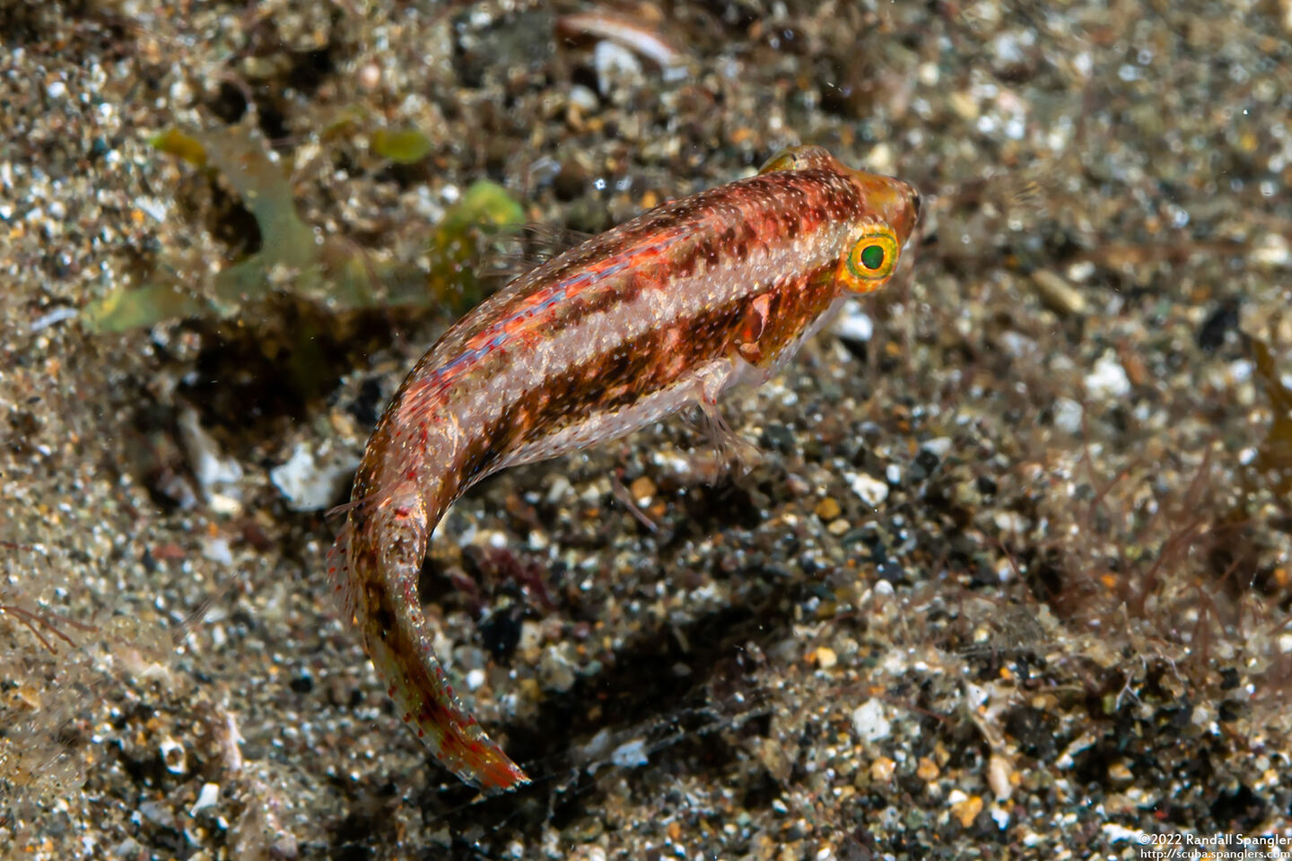 Oxycheilinus orientalis (Oriental Wrasse)
