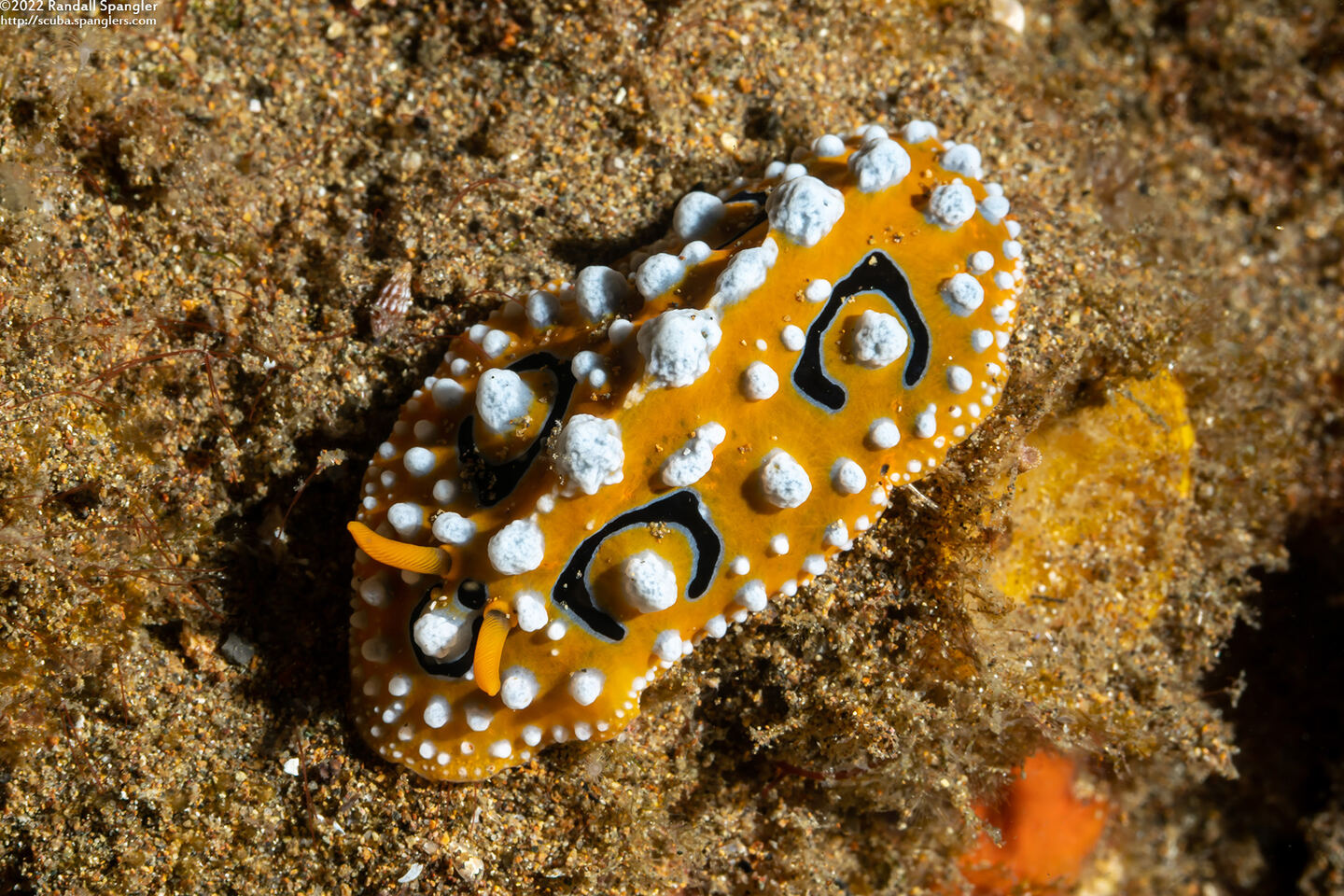 Phyllidia ocellata (Ocellated Phyllidia)