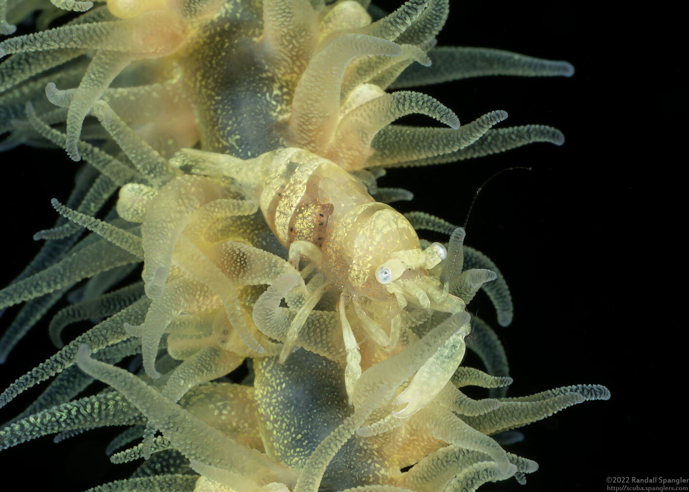 Pontonides ankeri (Barred Wire Coral Shrimp)