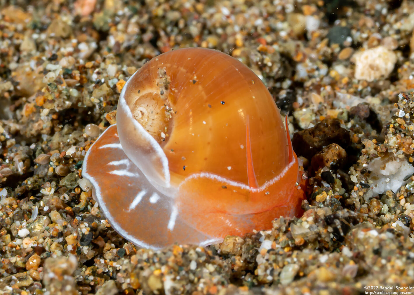 Naticarius orientalis (Oriental Moon Snail)
