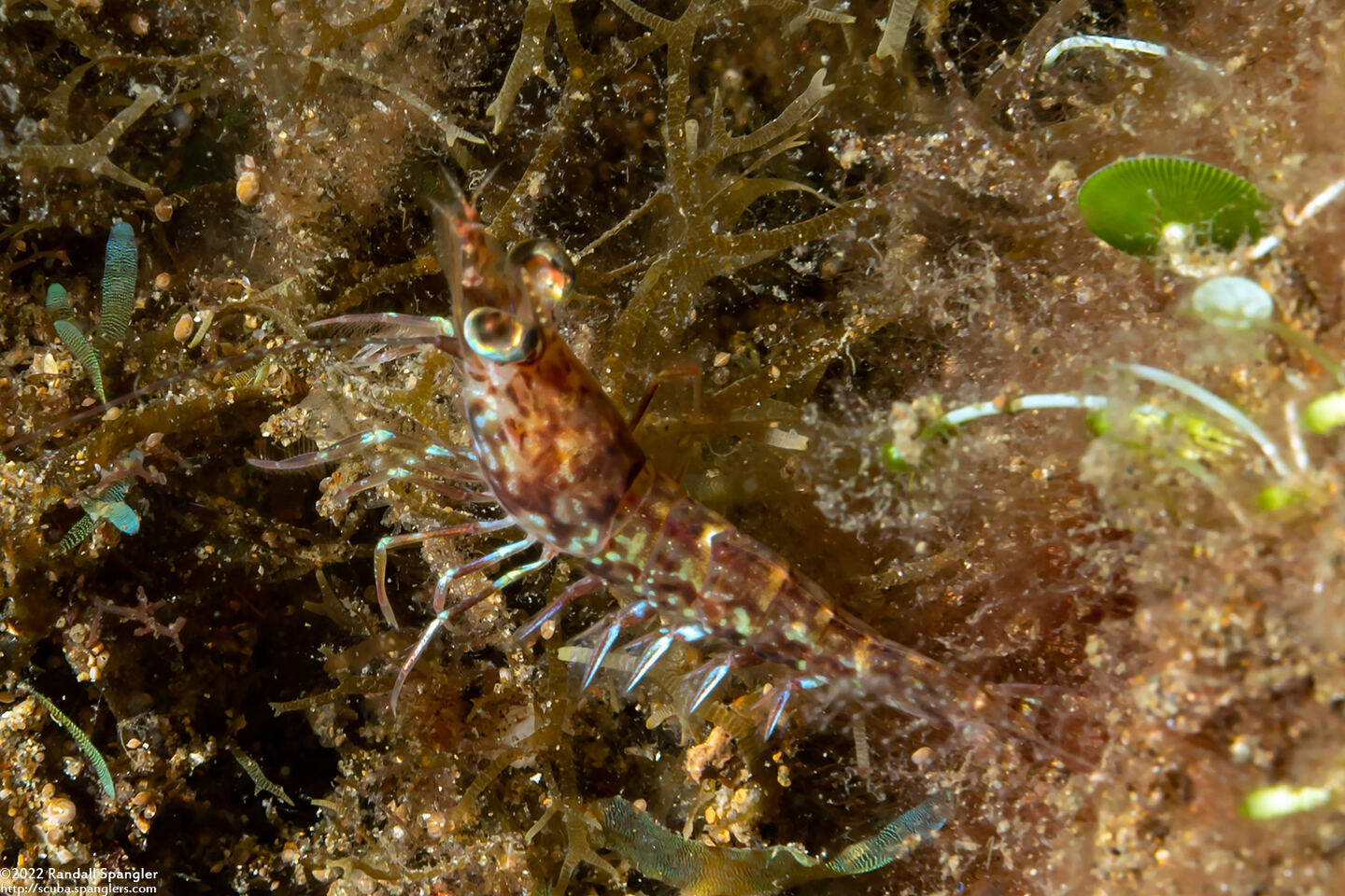 Metapenaeopsis sp.1 (Metapenaeopsis sp.1)