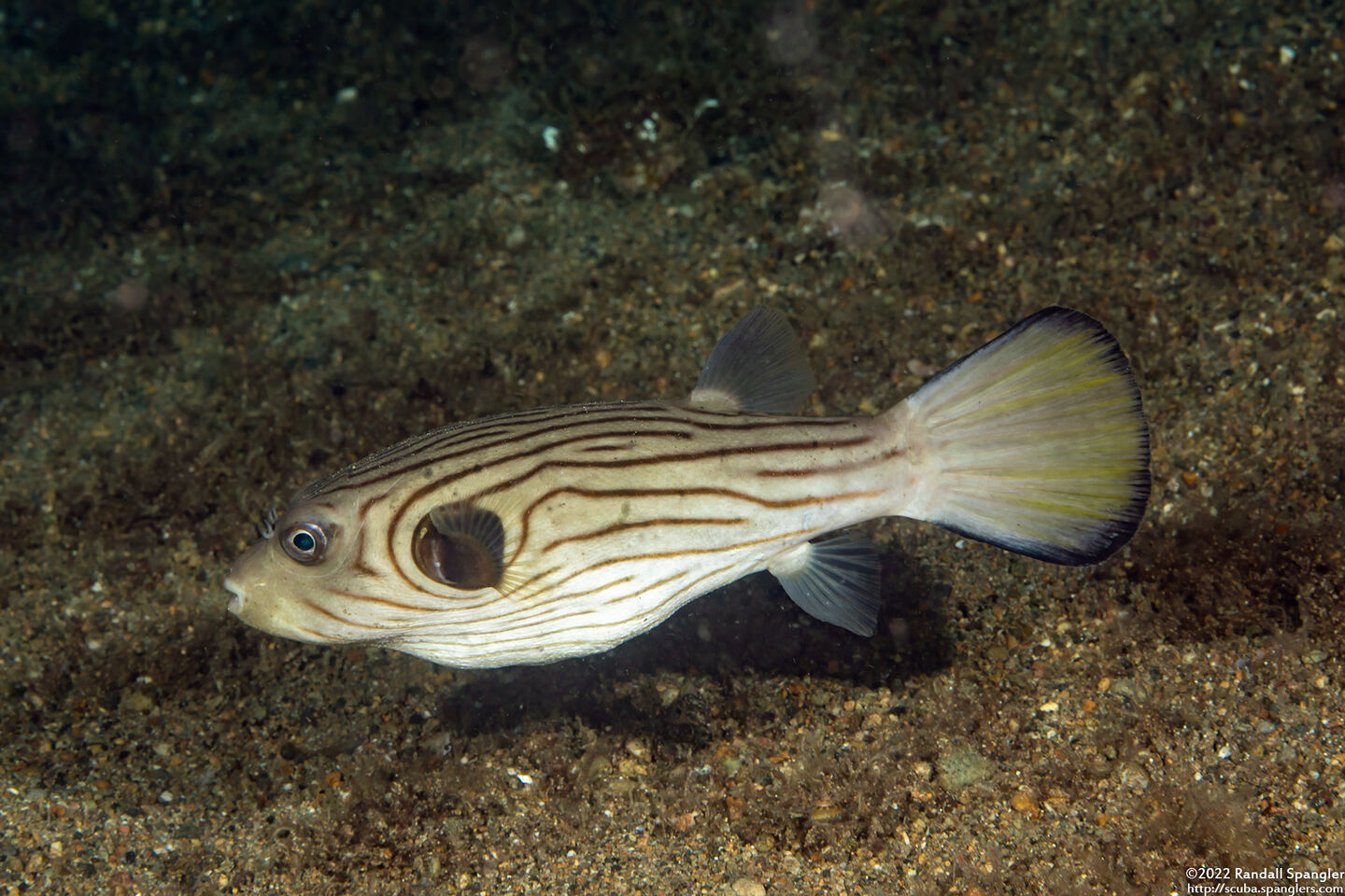 Arothron manilensis (Striped Puffer)