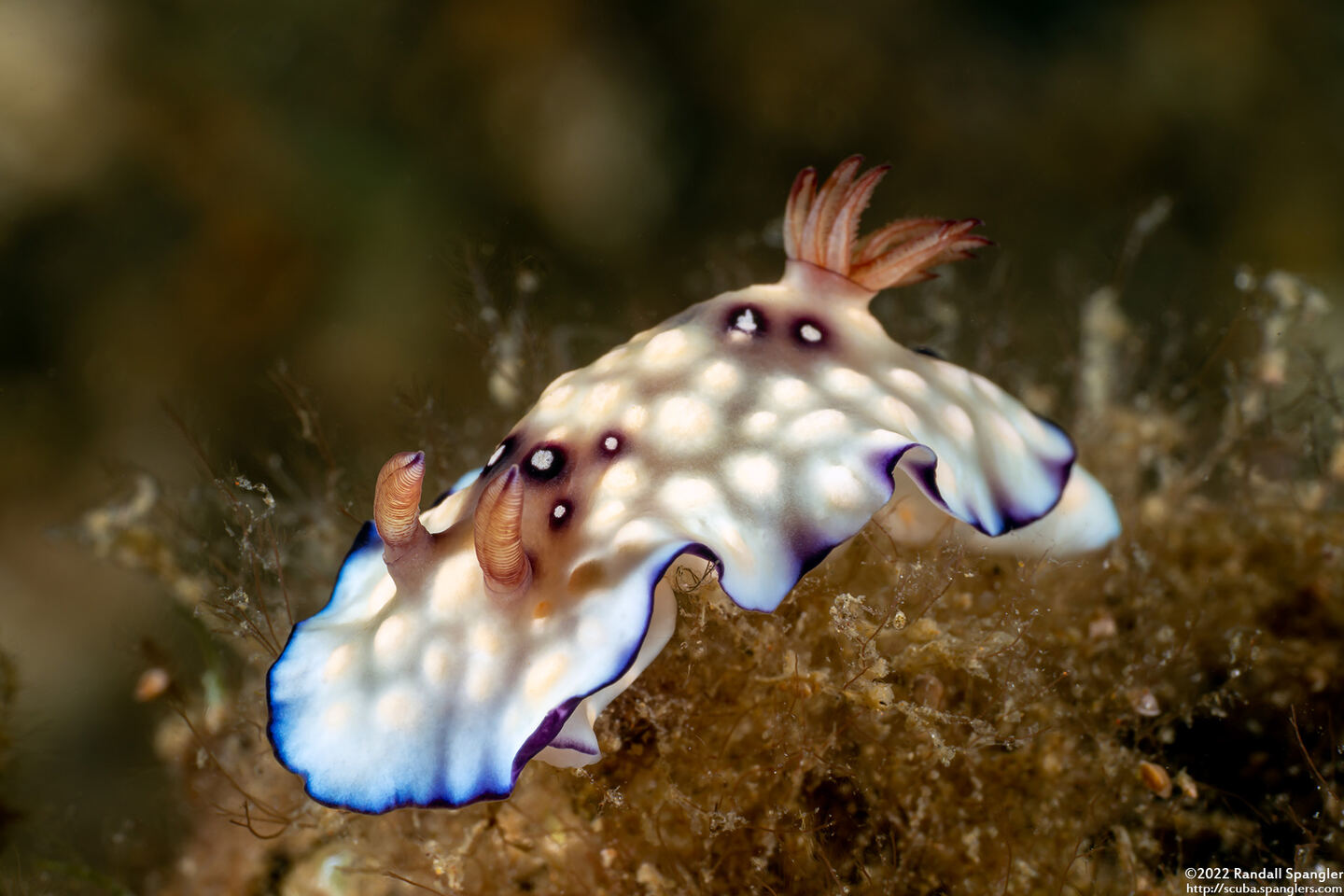 Goniobranchus hintuanensis (Goniobranchus Hintuanensis)