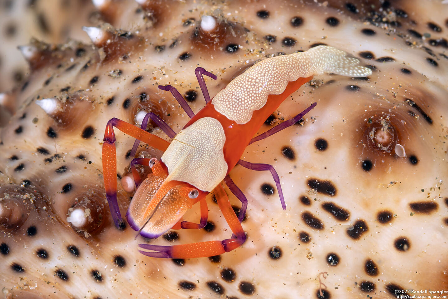 Zenopontonia rex (Emperor Shrimp)