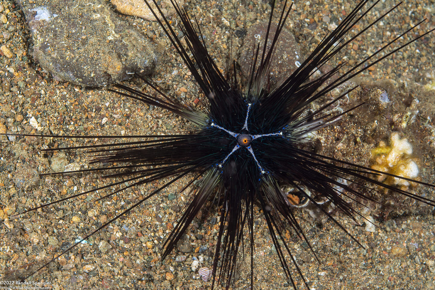 Diadema setosum (Black Longspine Sea Urchin)
