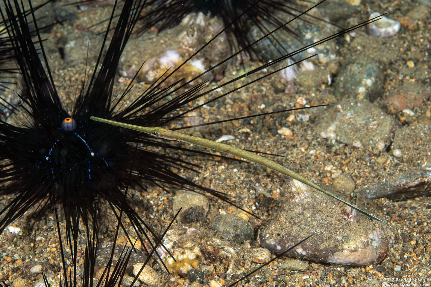 Fistularia commersonii (Bluespotted Cornetfish)