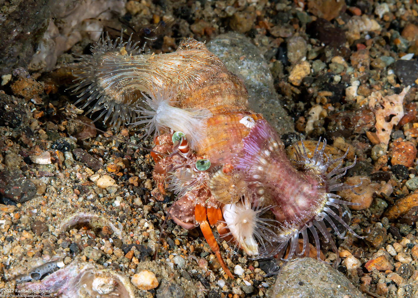 Dardanus pedunculatus (Anemone Hermit Crab)