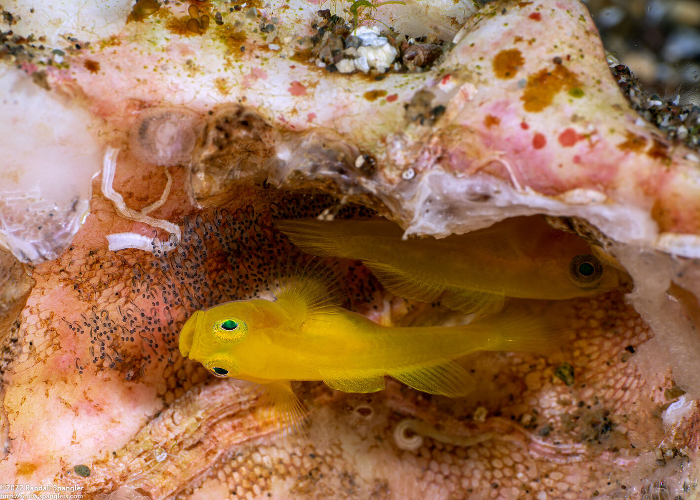 Lubricogobius exiguus (Ornate Goby)