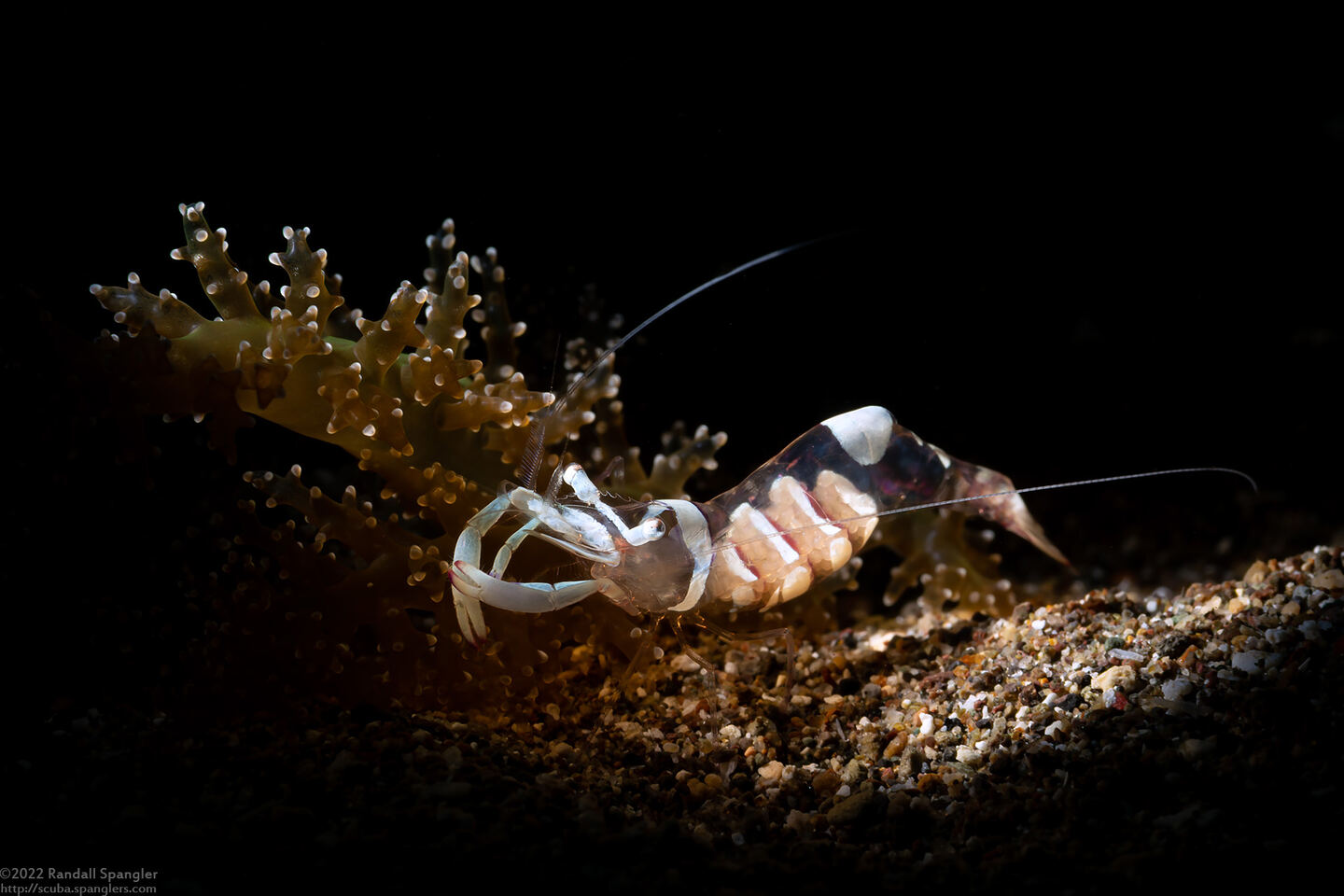 Ancylomenes magnificus (Magnificent Anemone Shrimp)