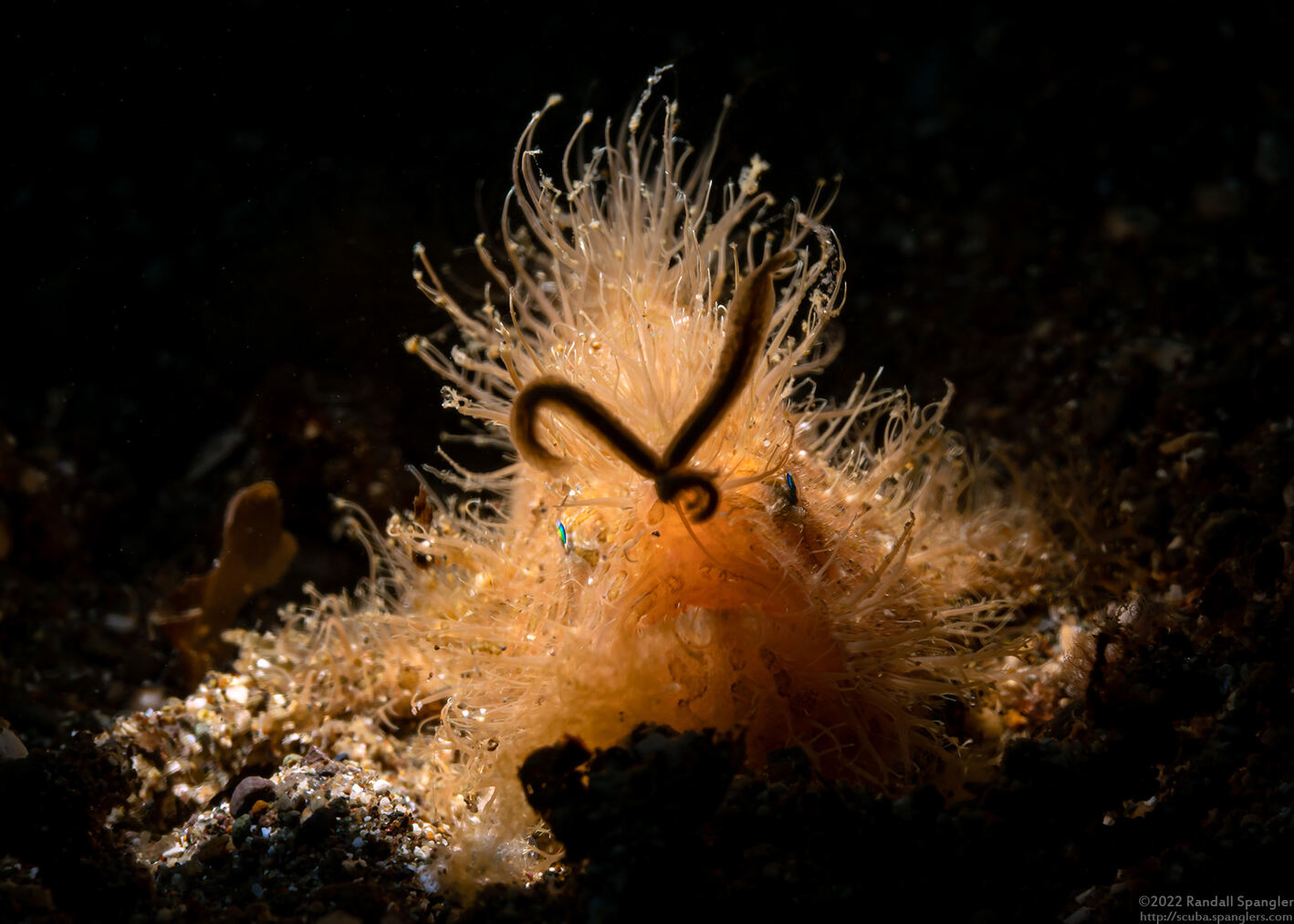 Antennarius striatus (Striated Frogfish); Lure extended towards camera