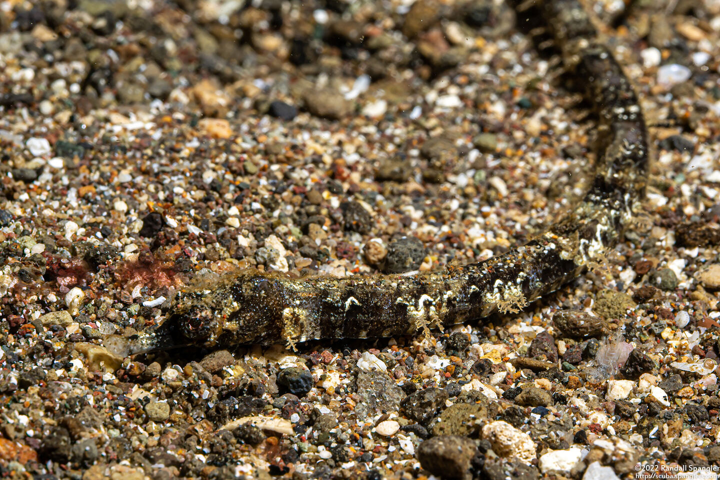 Halicampus mataafae (Samoan Pipefish)