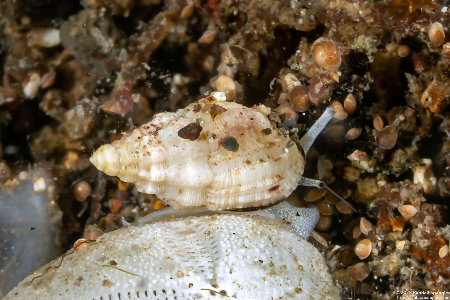 Vexillum cadaverosum (Cadaverous Mitre)