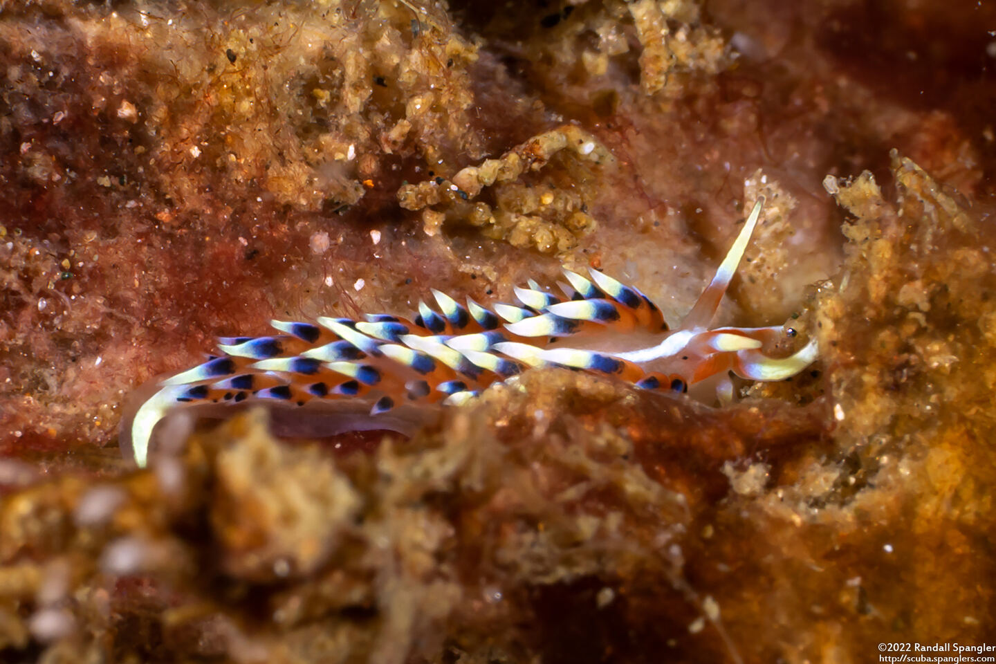 Caloria indica (Indian Caloria)